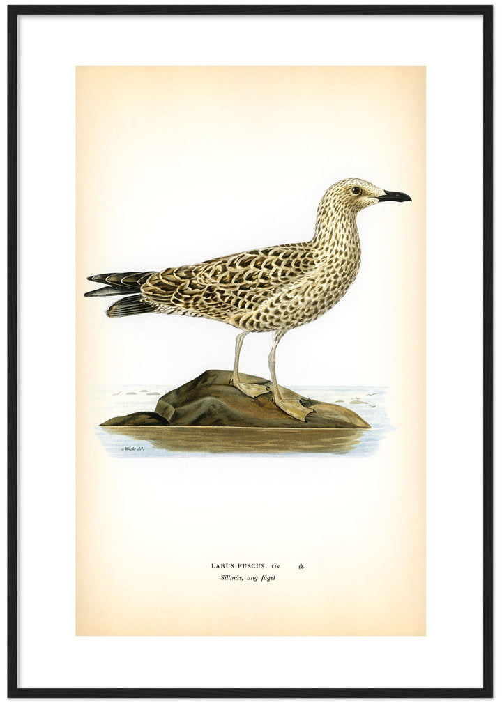 Fågeln Sillmås, ung på klassisk vintage poster/affisch