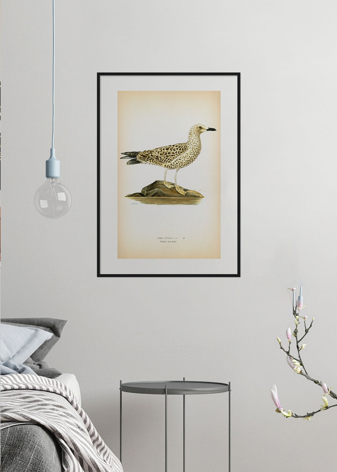 Fågeln Sillmås, ung på klassisk vintage poster/affisch