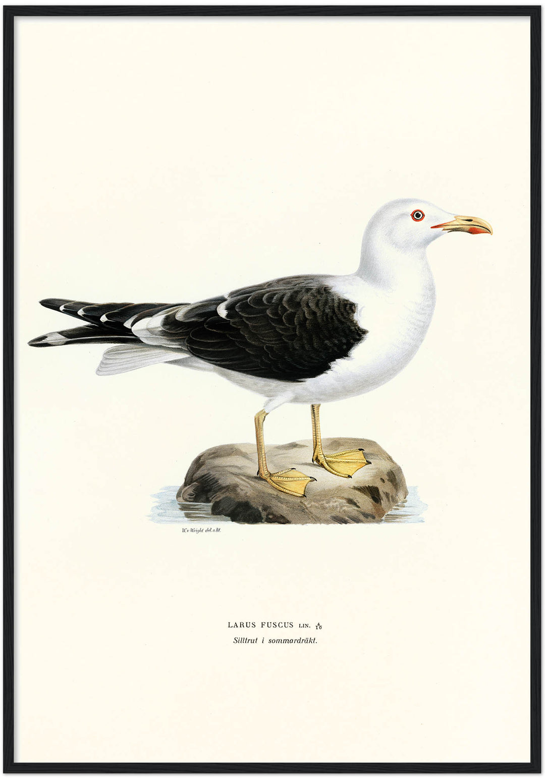 Fågeln Silltrut, sommar på klassisk vintage poster/affisch