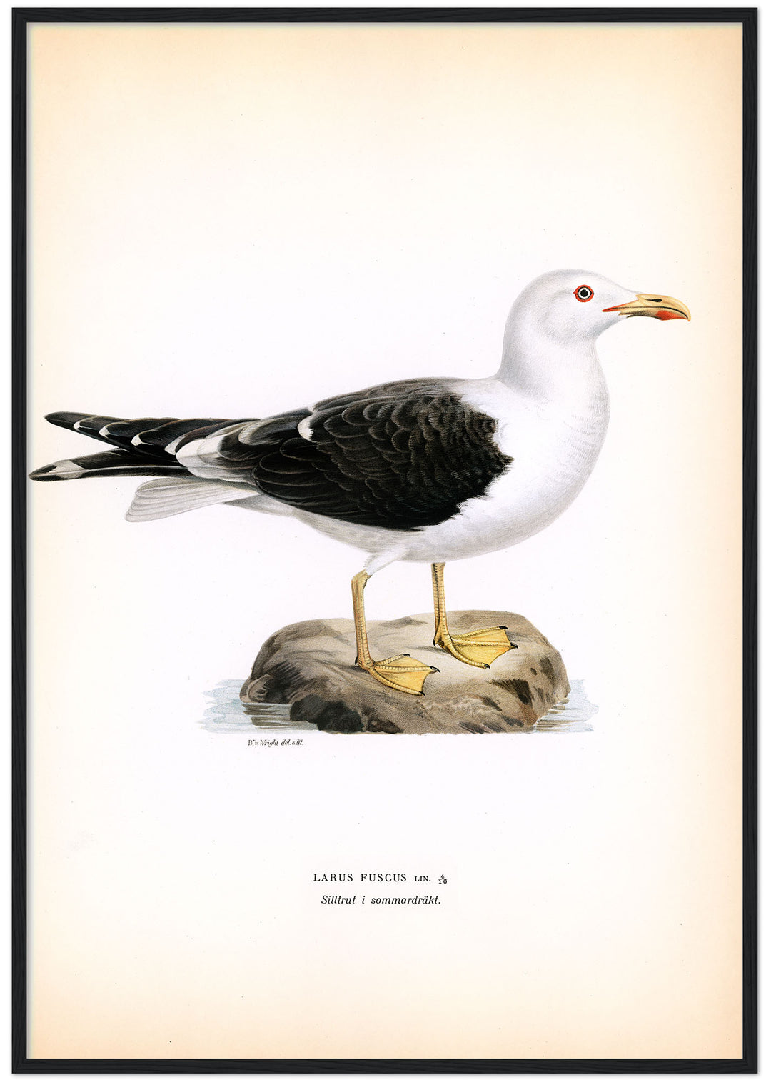 Fågeln Silltrut, sommar på klassisk vintage poster/affisch