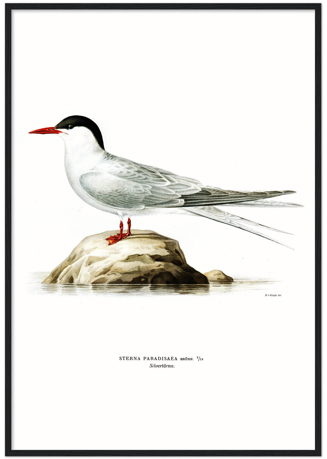 Fågeln Silvertärna på klassisk vintage poster/affisch