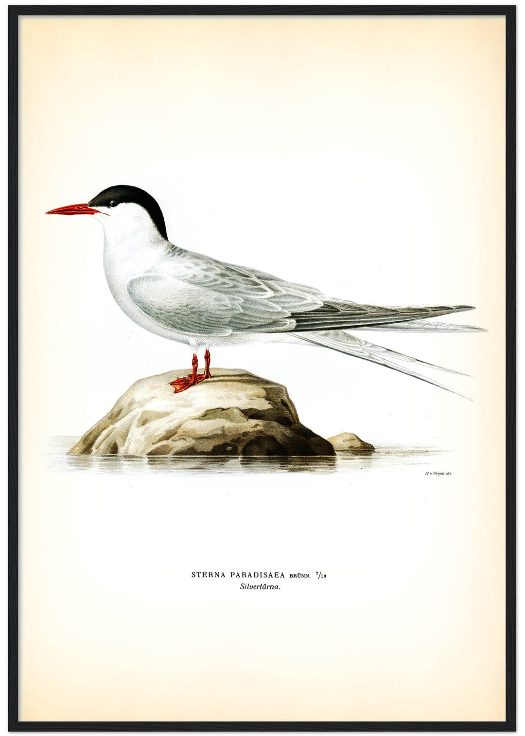 Fågeln Silvertärna på klassisk vintage poster/affisch