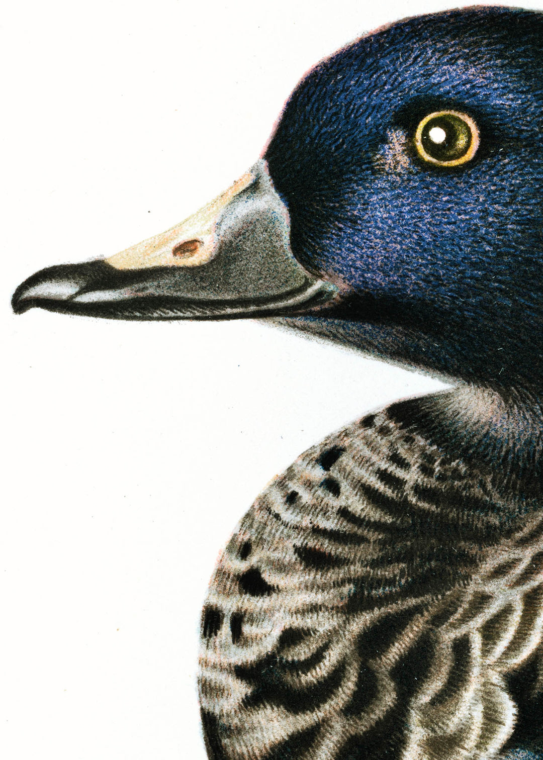 Fågeln Sjöorre, yngre hane på klassisk vintage poster/affisch