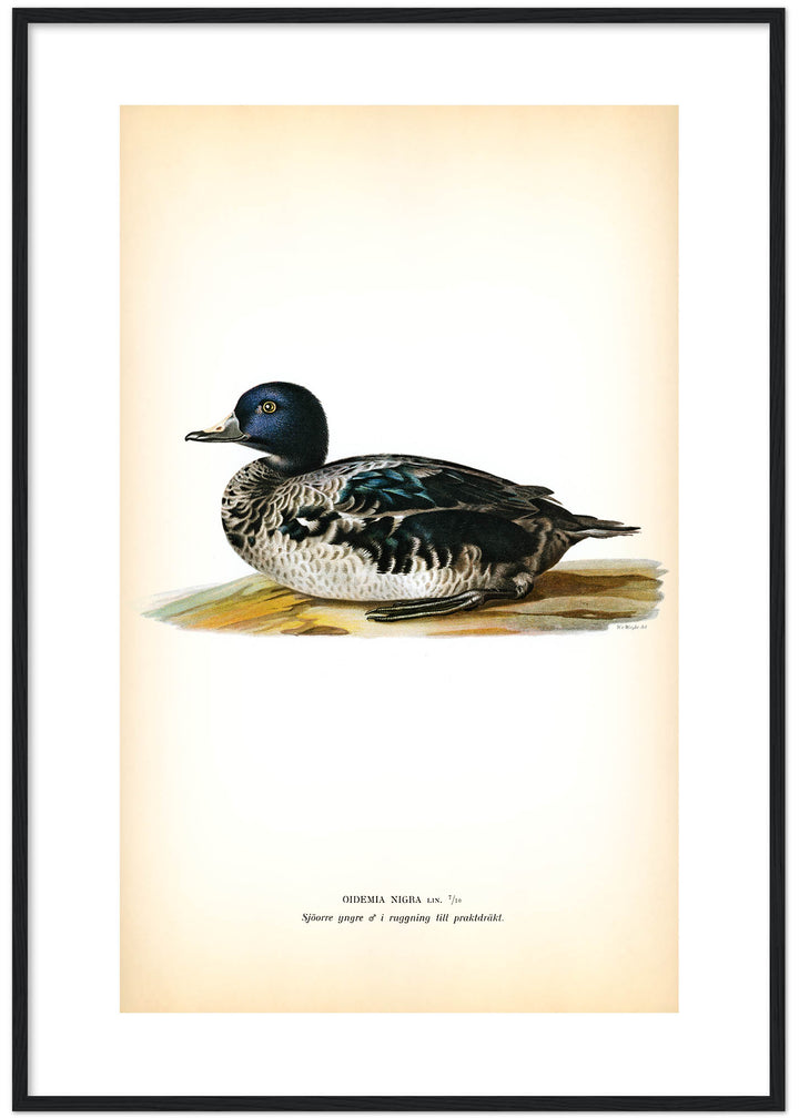Fågeln Sjöorre, yngre hane på klassisk vintage poster/affisch