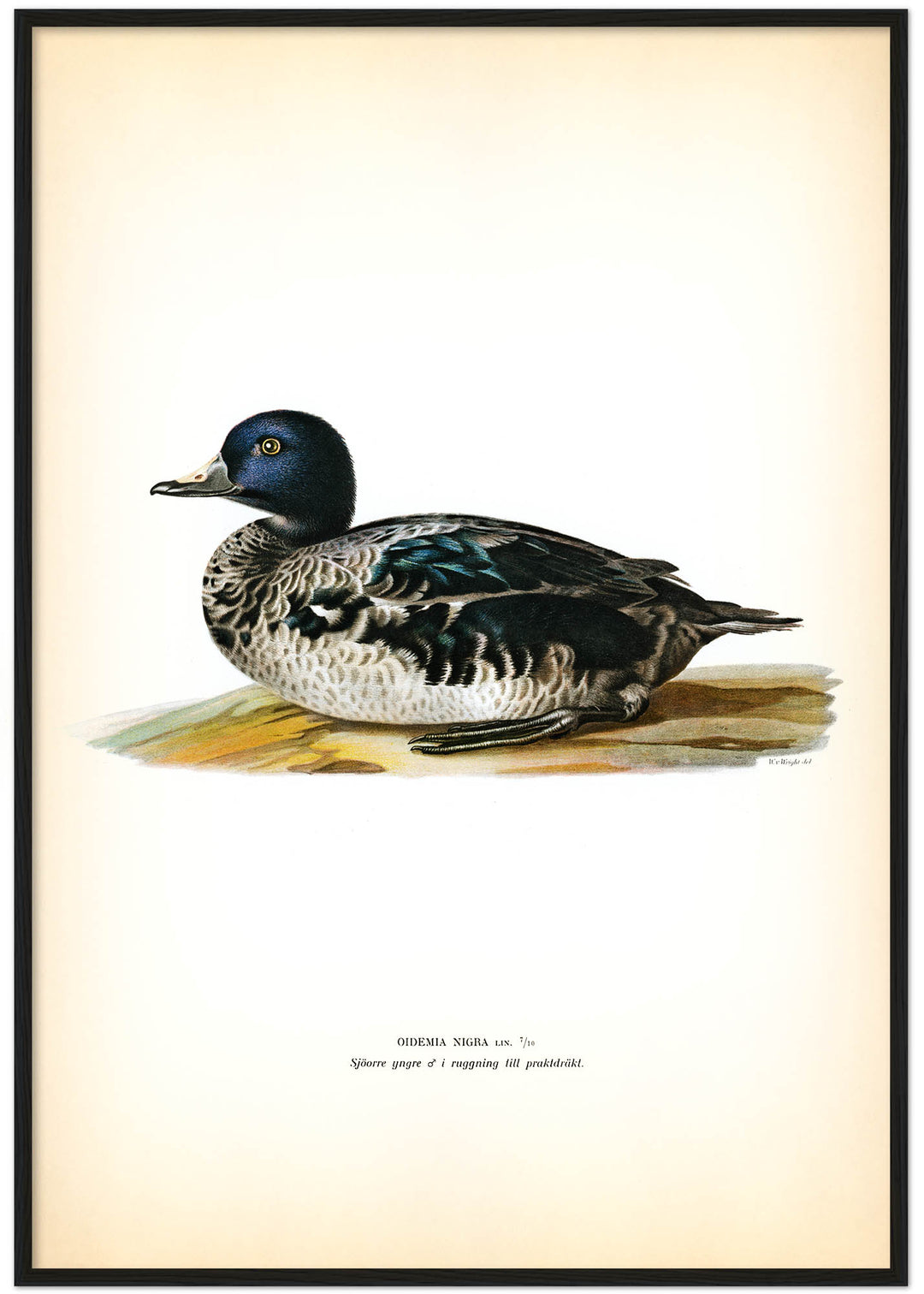 Fågeln Sjöorre, yngre hane på klassisk vintage poster/affisch