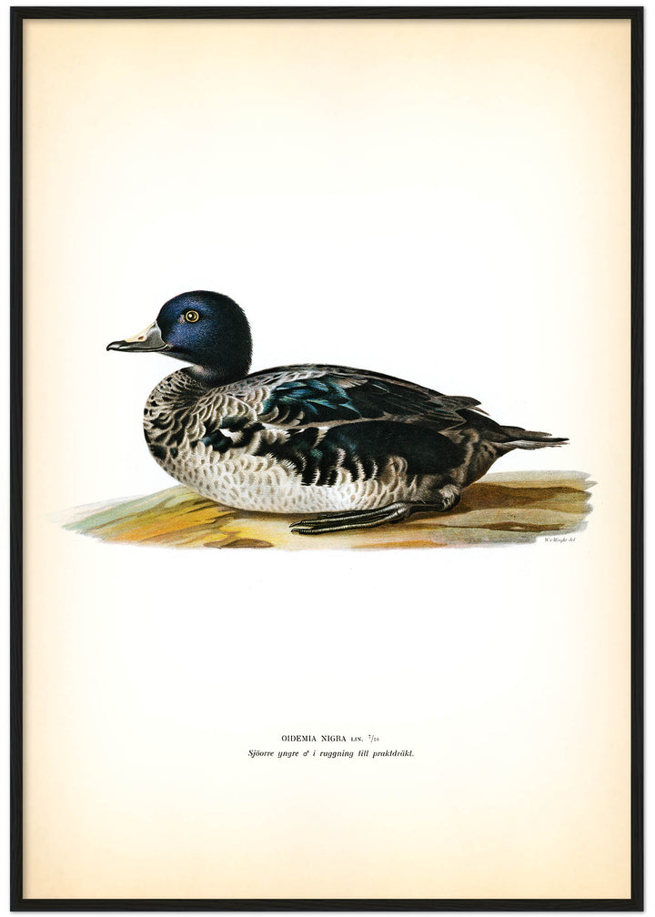 Fågeln Sjöorre, yngre hane på klassisk vintage poster/affisch