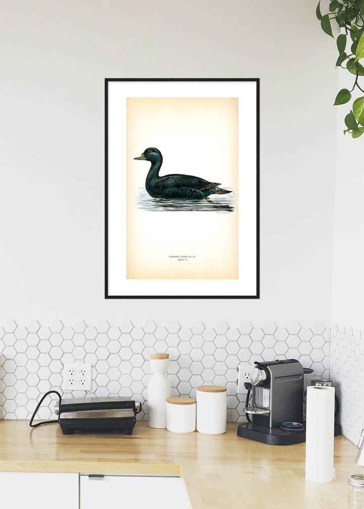 Fågeln Sjöorre på klassisk vintage poster/affisch