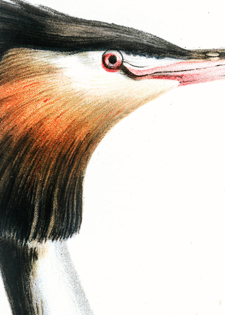 Fågeln Skäggdopping, hane i vårdräkt på klassisk vintage poster/affisch