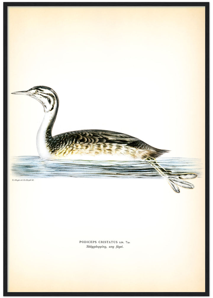Fågeln Skäggdopping, ung på klassisk vintage poster/affisch