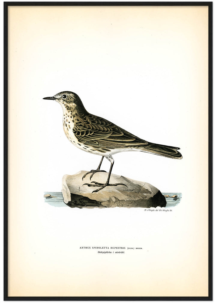 Fågeln Skärpiplärka på klassisk vintage poster/affisch