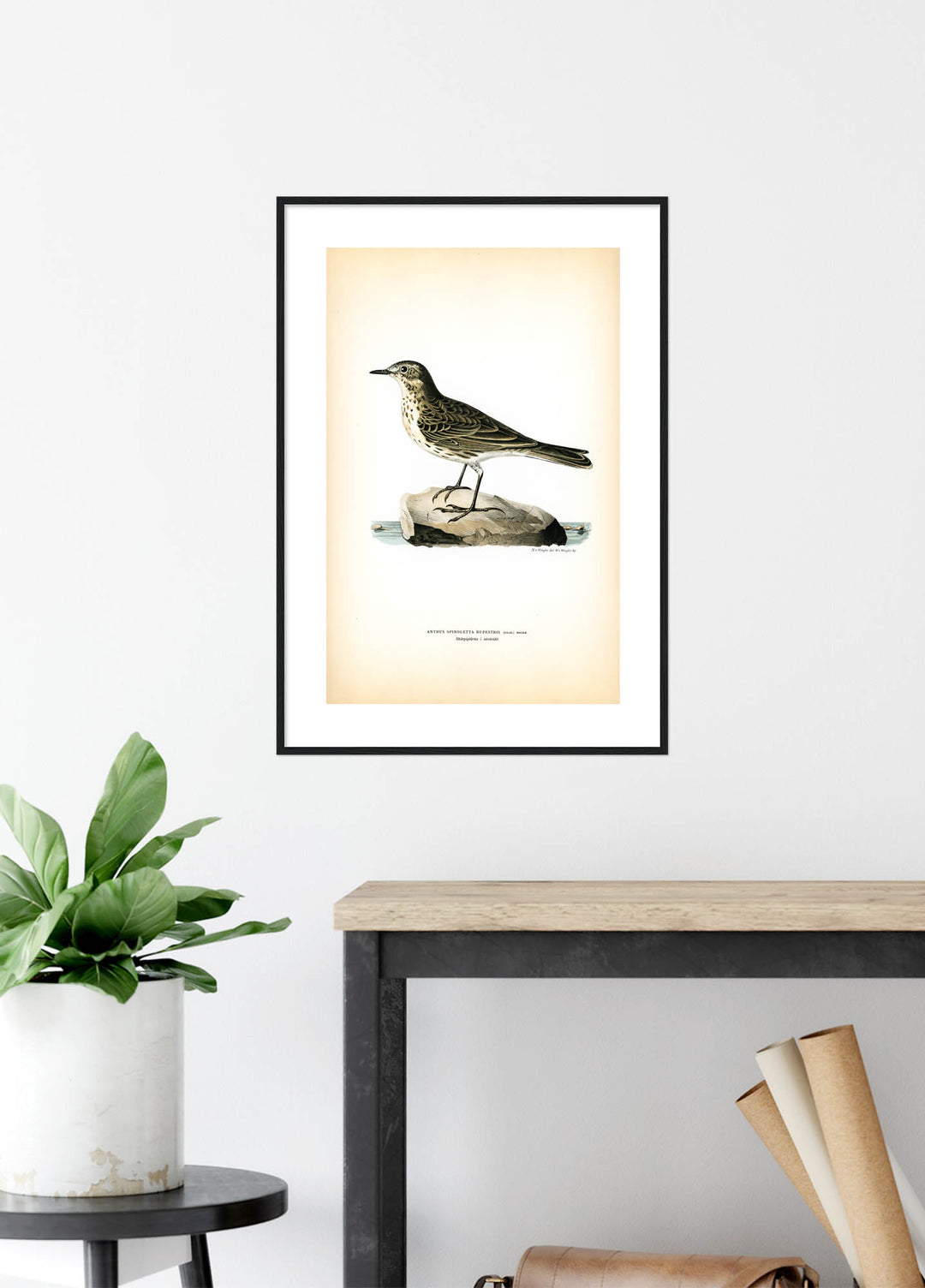 Fågeln Skärpiplärka på klassisk vintage poster/affisch