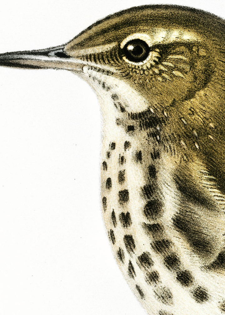 Fågeln Skärpiplärka, vinter på klassisk vintage poster/affisch