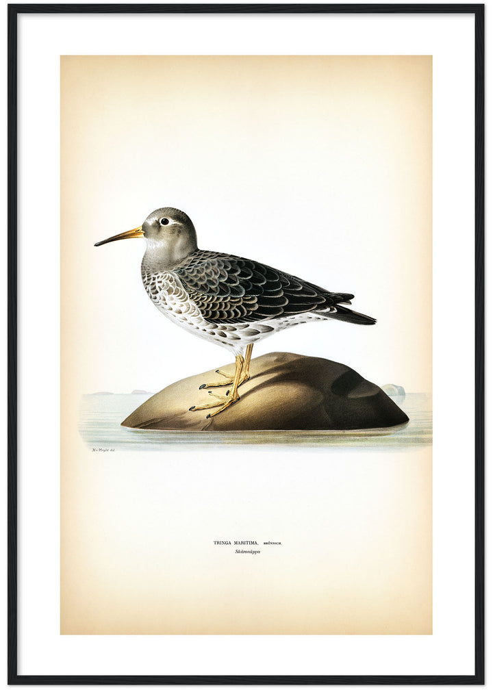 Fågeln Skärsnäppa på klassisk vintage poster/affisch