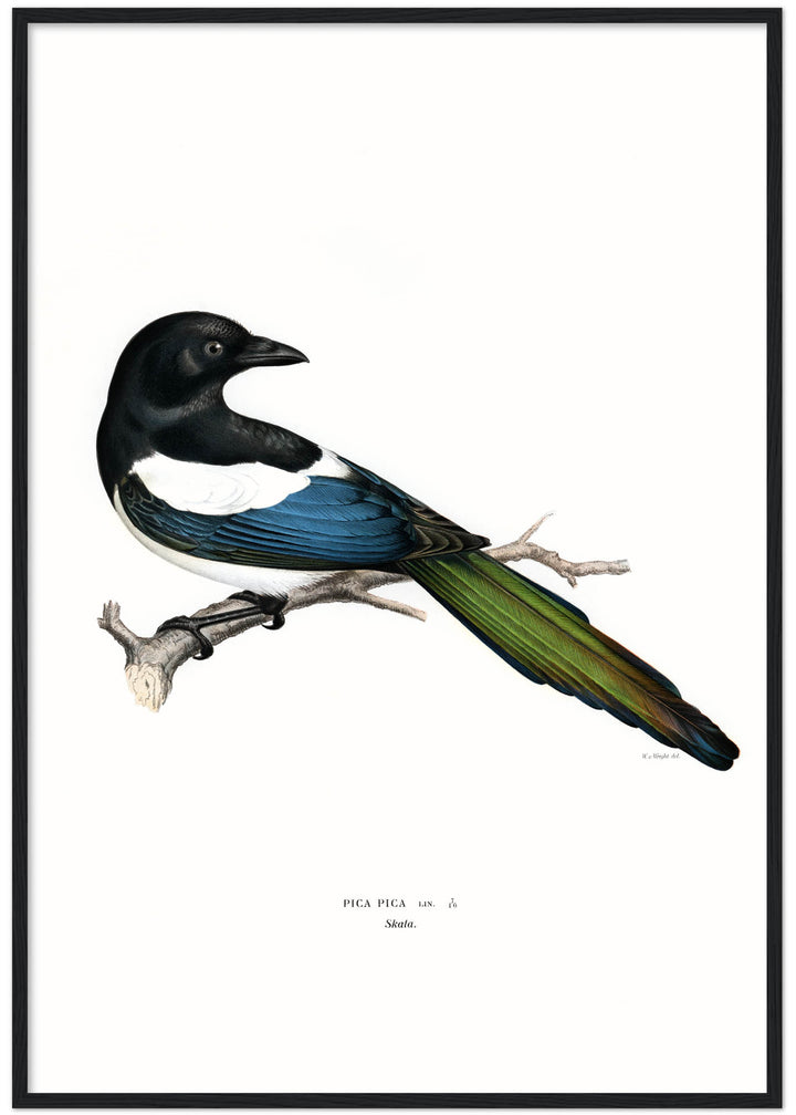 Fågeln Skata på klassisk vintage poster/affisch