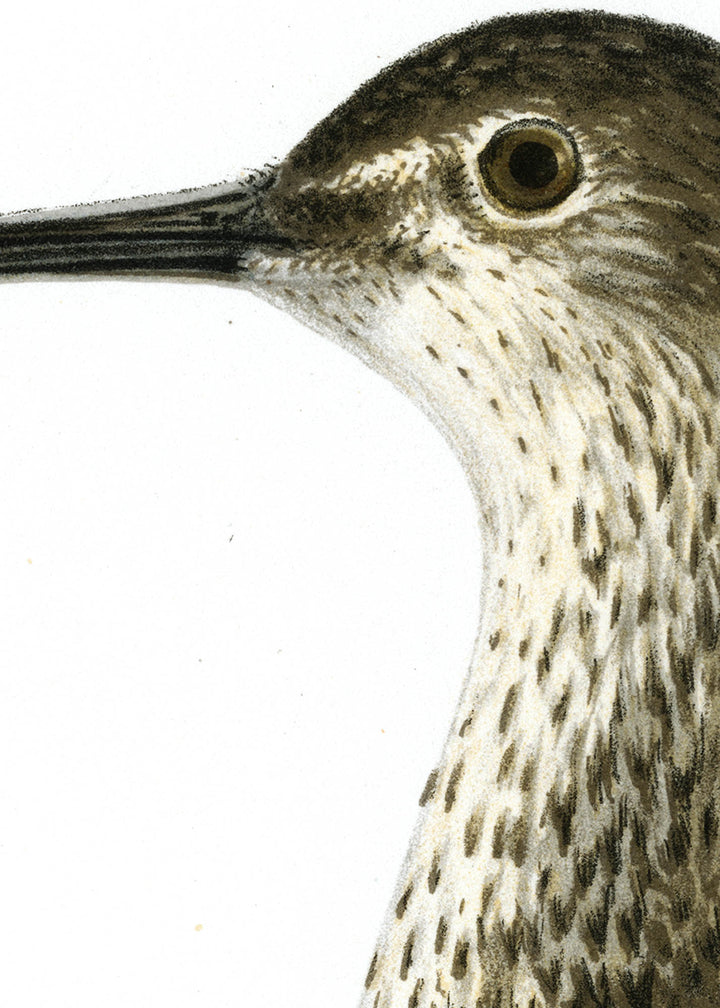 Fågeln Skogssnäppa på klassisk vintage poster/affisch