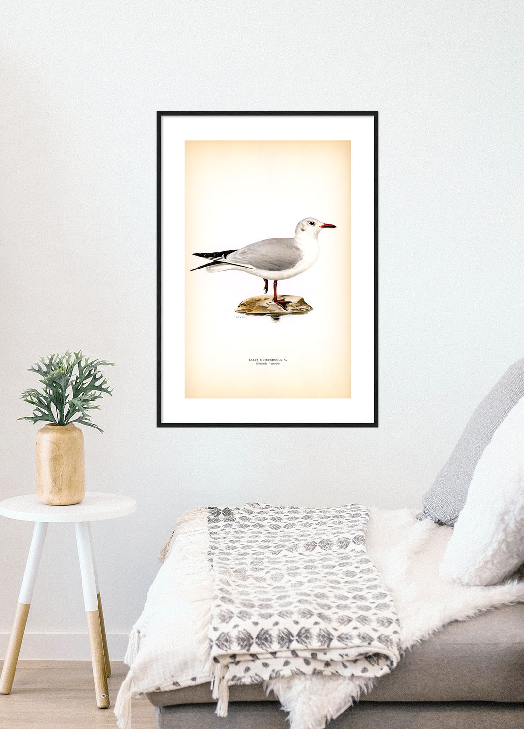 Fågeln Skrattmås, vinterdräkt på klassisk vintage poster/affisch