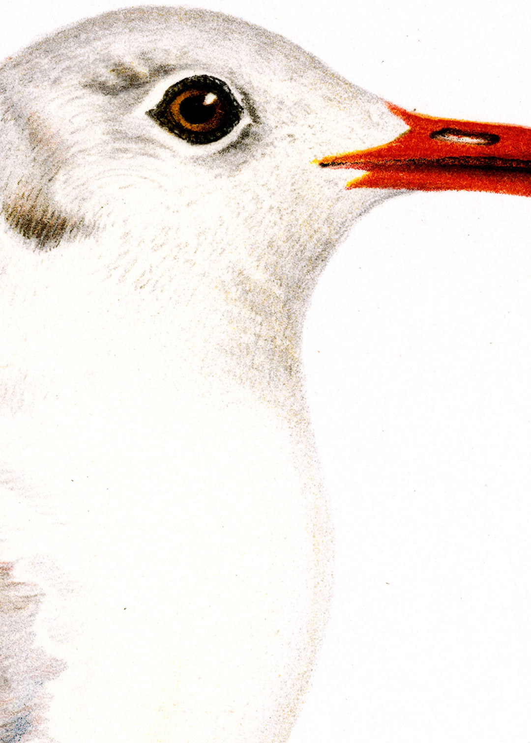 Fågeln Skrattmås, vinterdräkt på klassisk vintage poster/affisch