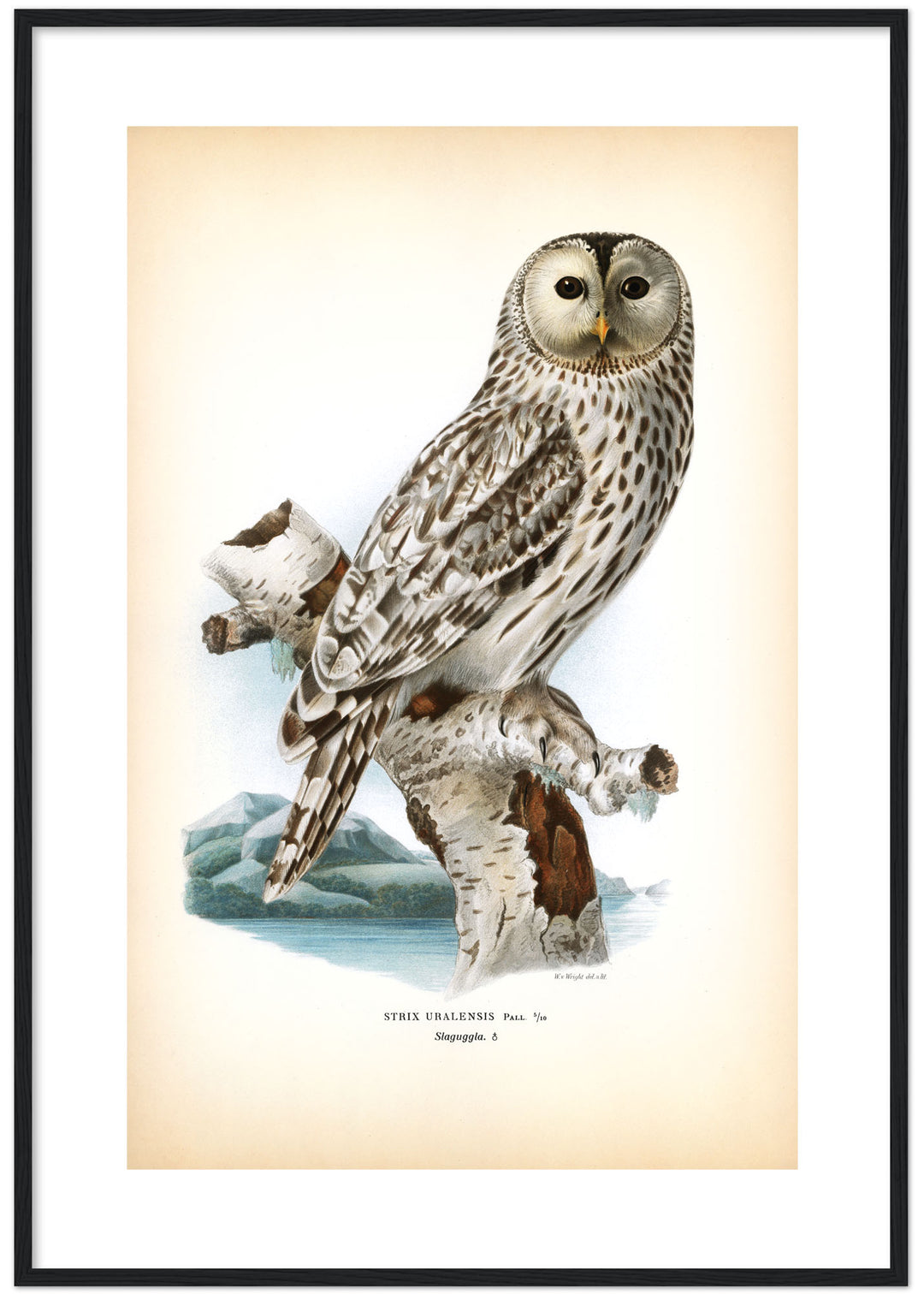 Fågeln Slaguggla på klassisk vintage poster/affisch