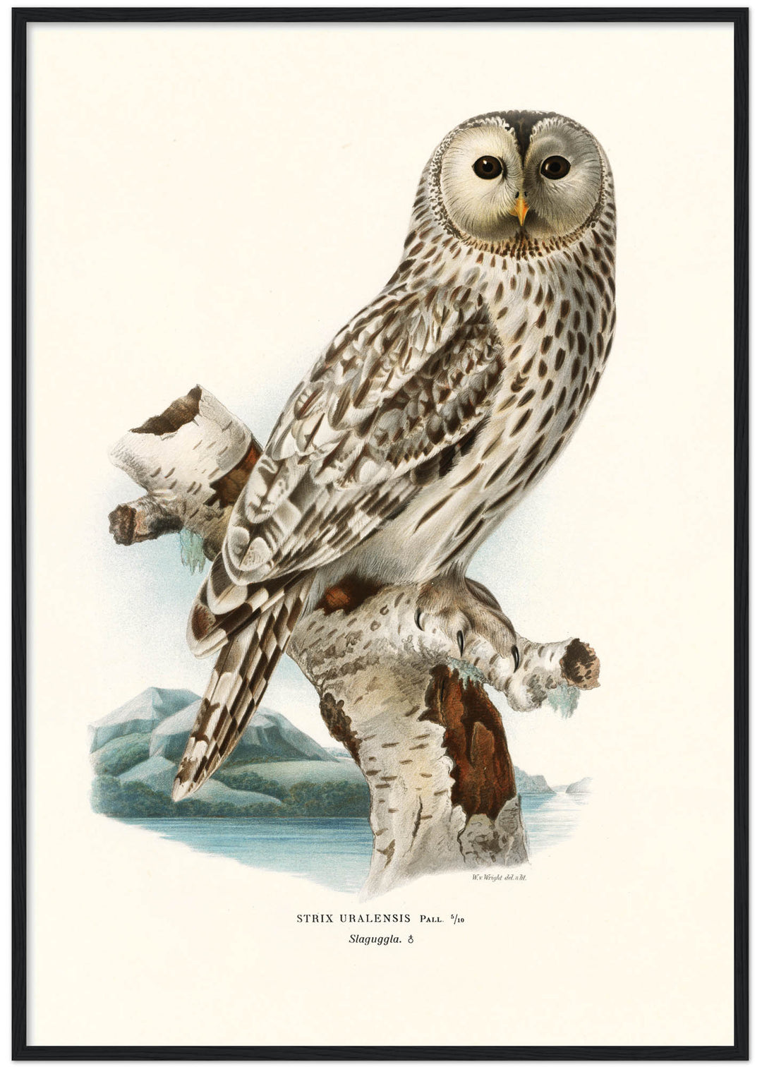 Fågeln Slaguggla på klassisk vintage poster/affisch