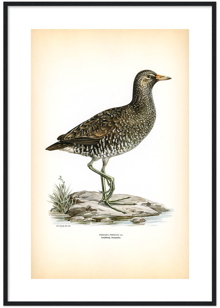 Fågeln Småfläckig sumphöna på klassisk vintage poster/affisch