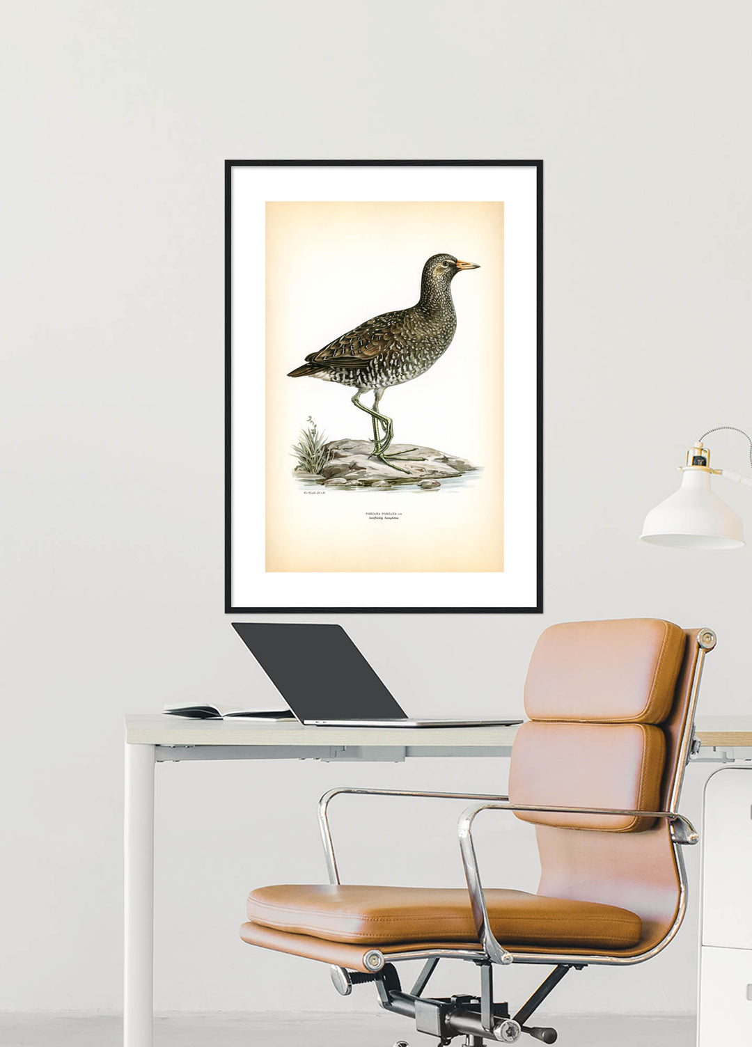 Fågeln Småfläckig sumphöna på klassisk vintage poster/affisch