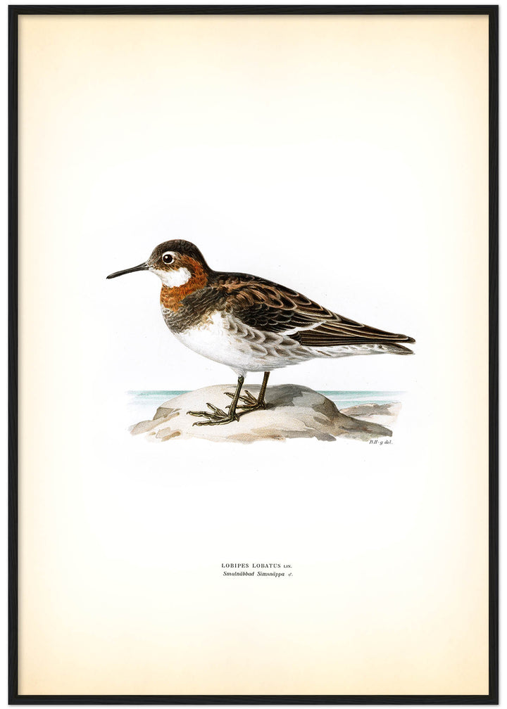 Fågeln Smalnäbbad simsnäppa på klassisk vintage poster/affisch