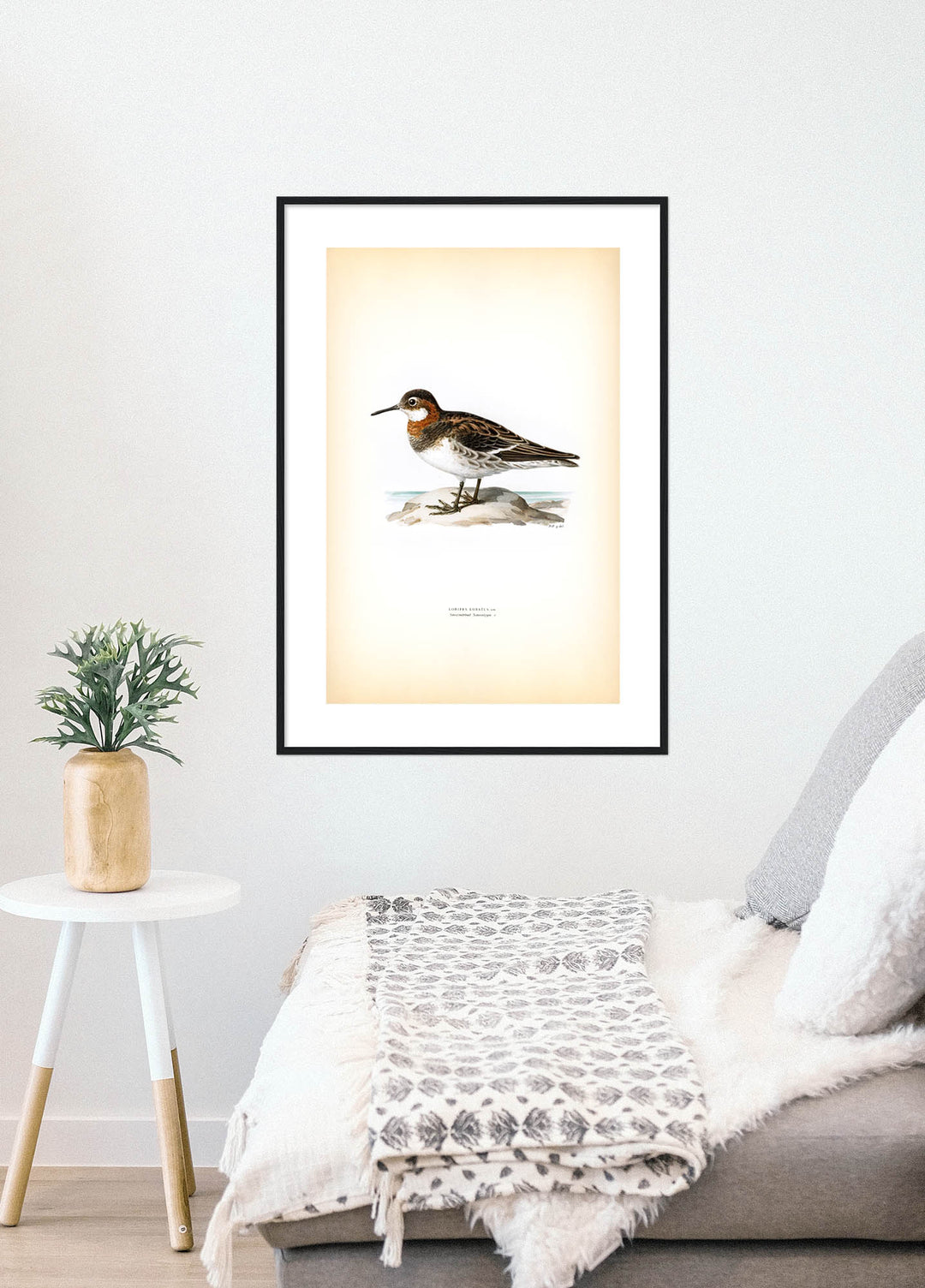 Fågeln Smalnäbbad simsnäppa på klassisk vintage poster/affisch