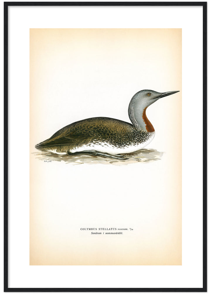 Fågeln Smålom, sommar på klassisk vintage poster/affisch