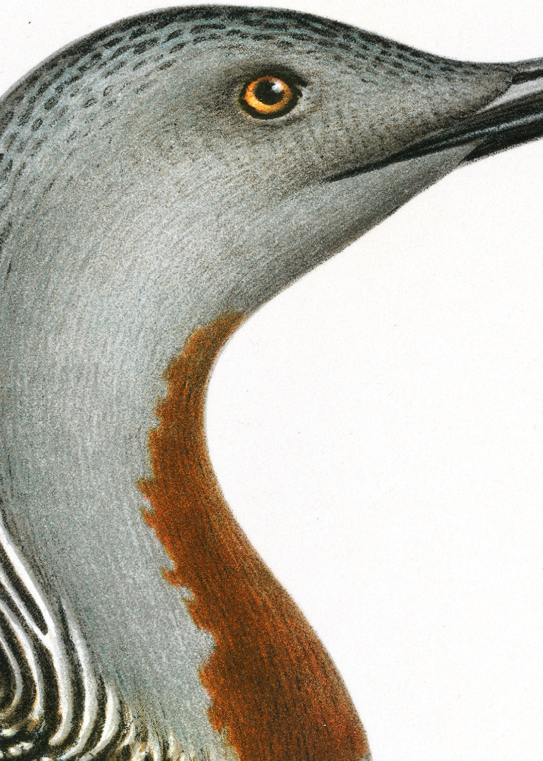 Fågeln Smålom, sommar på klassisk vintage poster/affisch