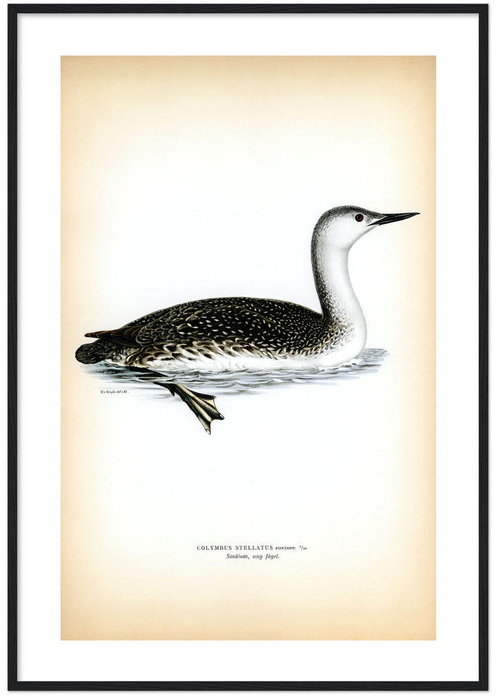 Fågeln Smålom, ung på klassisk vintage poster/affisch