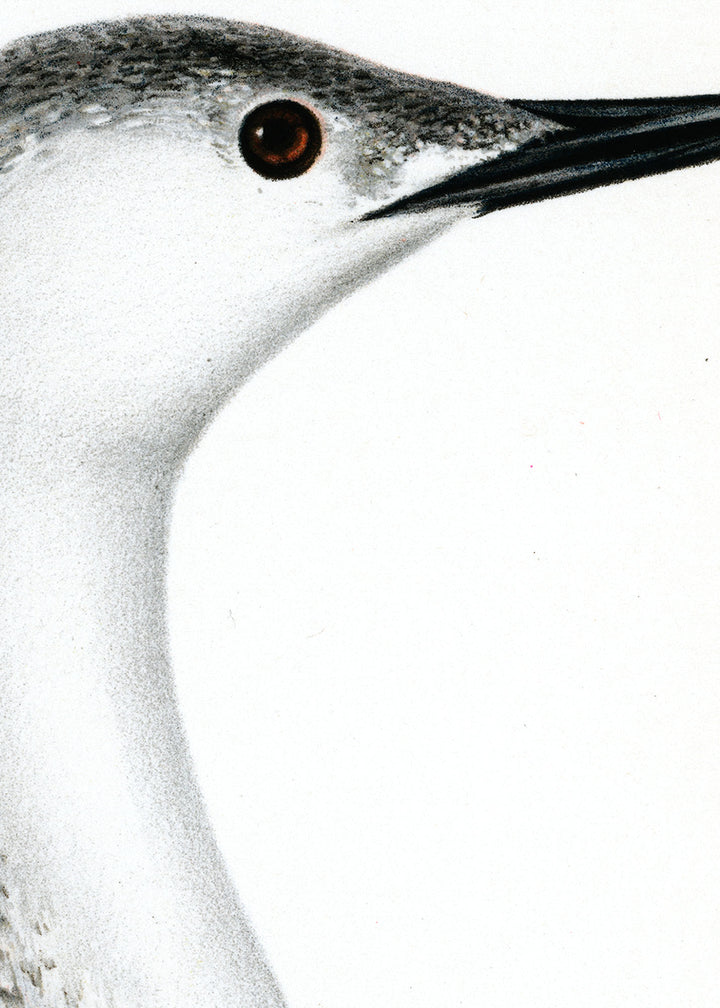 Fågeln Smålom, ung på klassisk vintage poster/affisch