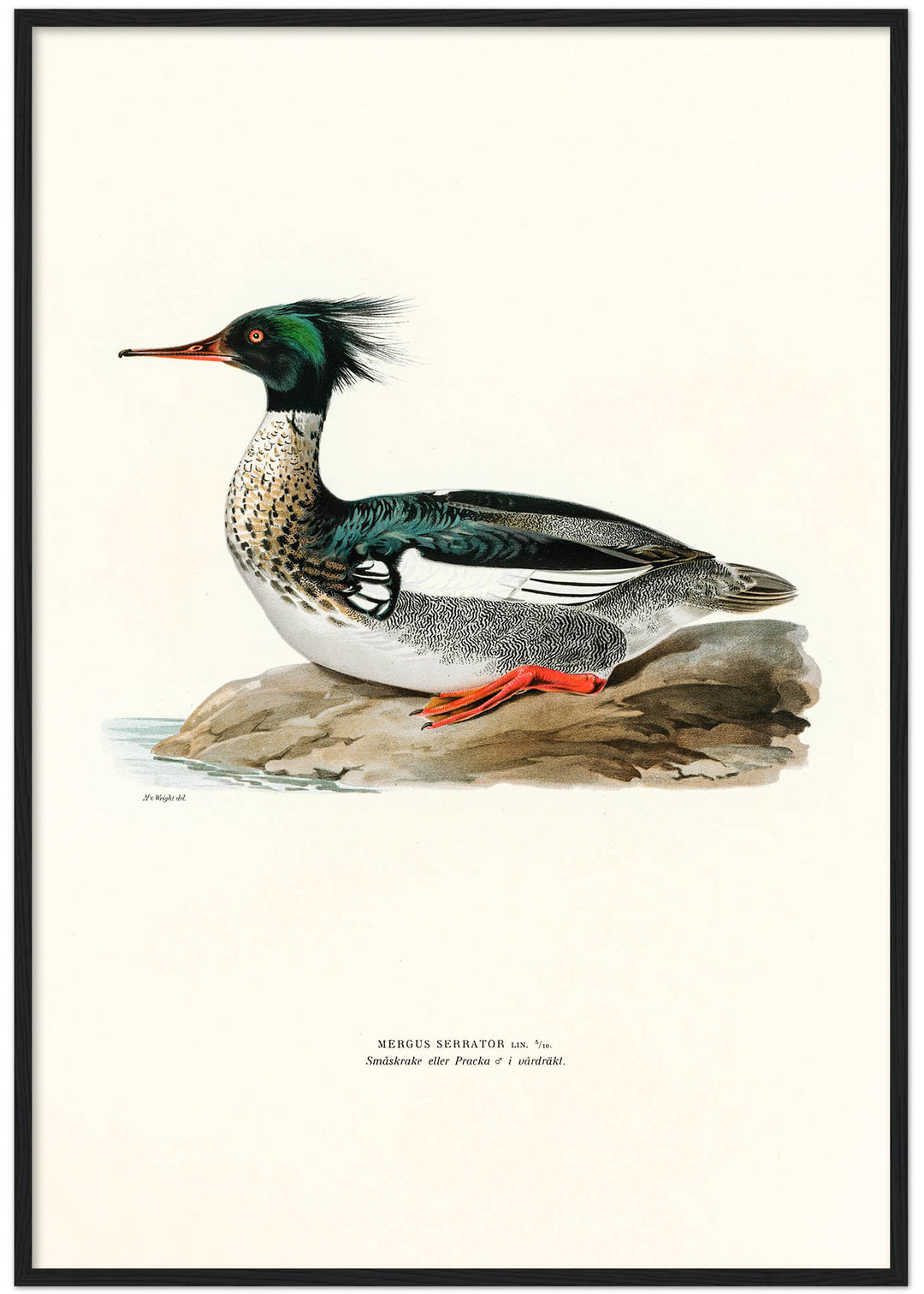 Fågeln Småskrack eller Pracka, vårdräkt på klassisk vintage poster/affisch