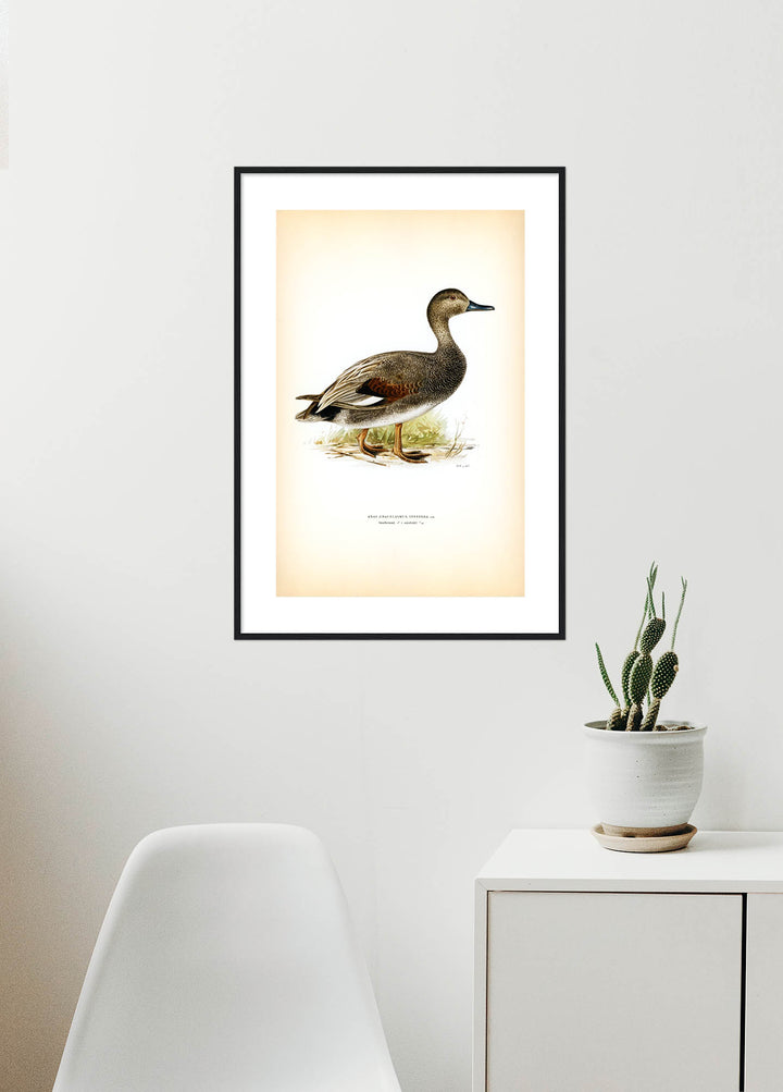 Fågeln Snatterand på klassisk vintage poster/affisch