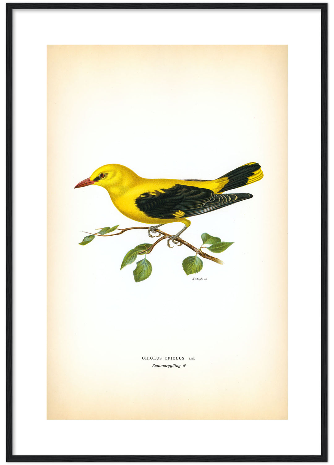 Fågeln Sommargylling på klassisk vintage poster/affisch
