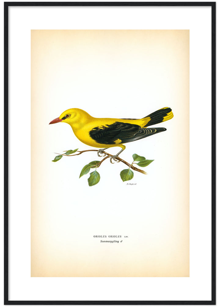 Fågeln Sommargylling på klassisk vintage poster/affisch
