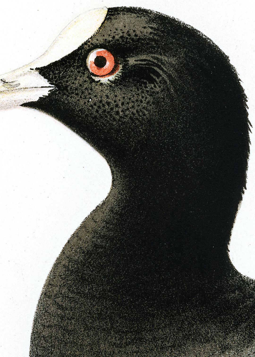 Fågeln Sothöna på klassisk vintage poster/affisch