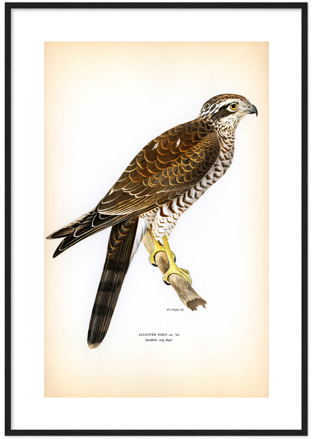 Fågeln Sparvhök på klassisk vintage poster/affisch