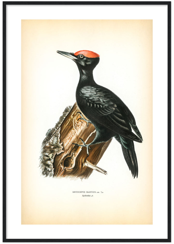 Fågeln Spilkråka på klassisk vintage poster/affisch