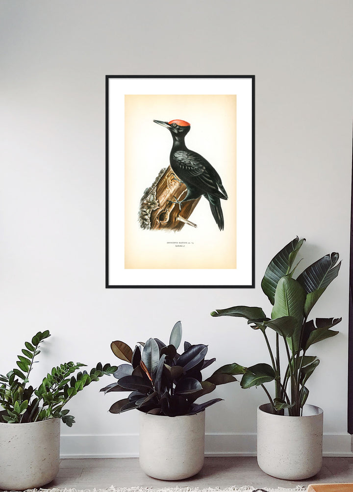 Fågeln Spilkråka på klassisk vintage poster/affisch