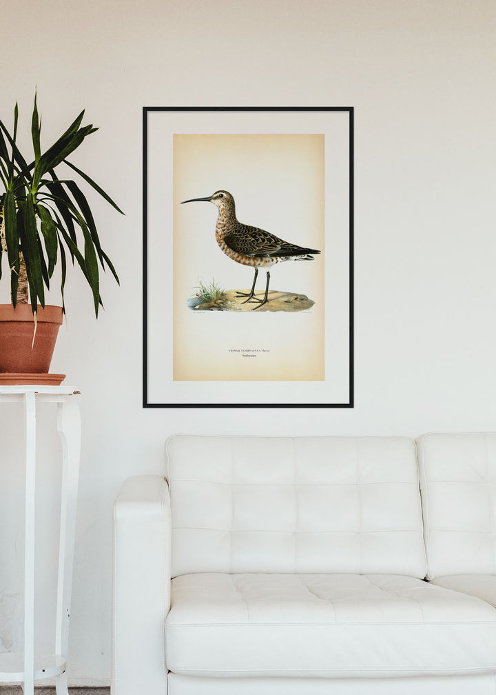 Fågeln Spofsnäppa på klassisk vintage poster/affisch