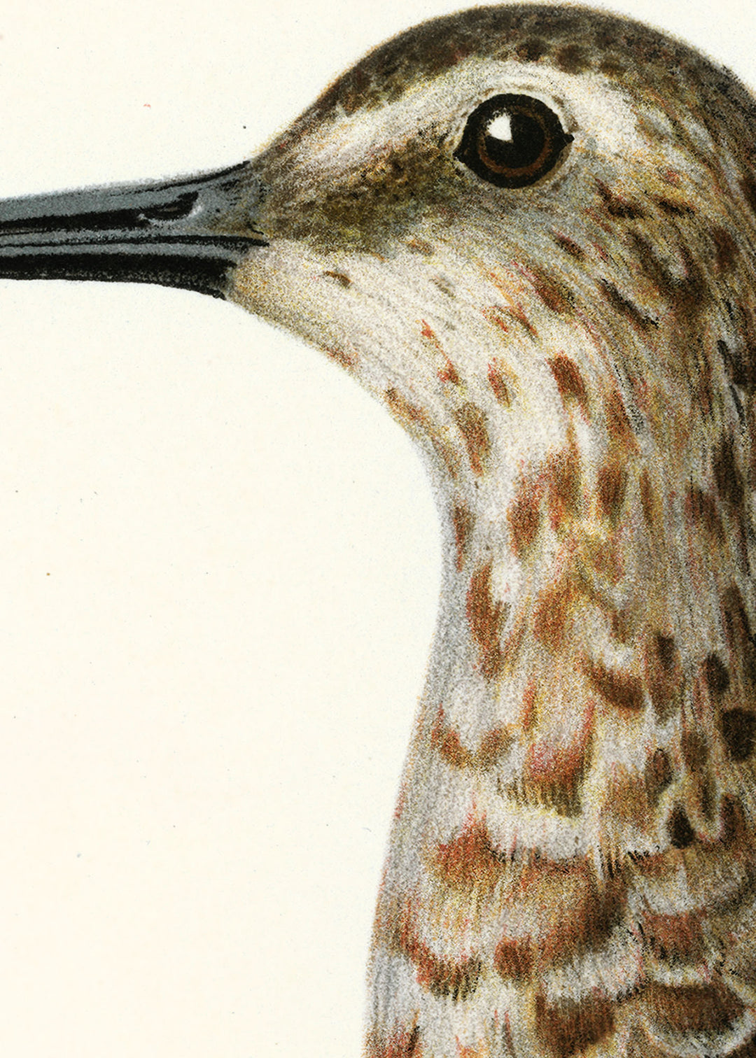 Fågeln Spofsnäppa på klassisk vintage poster/affisch