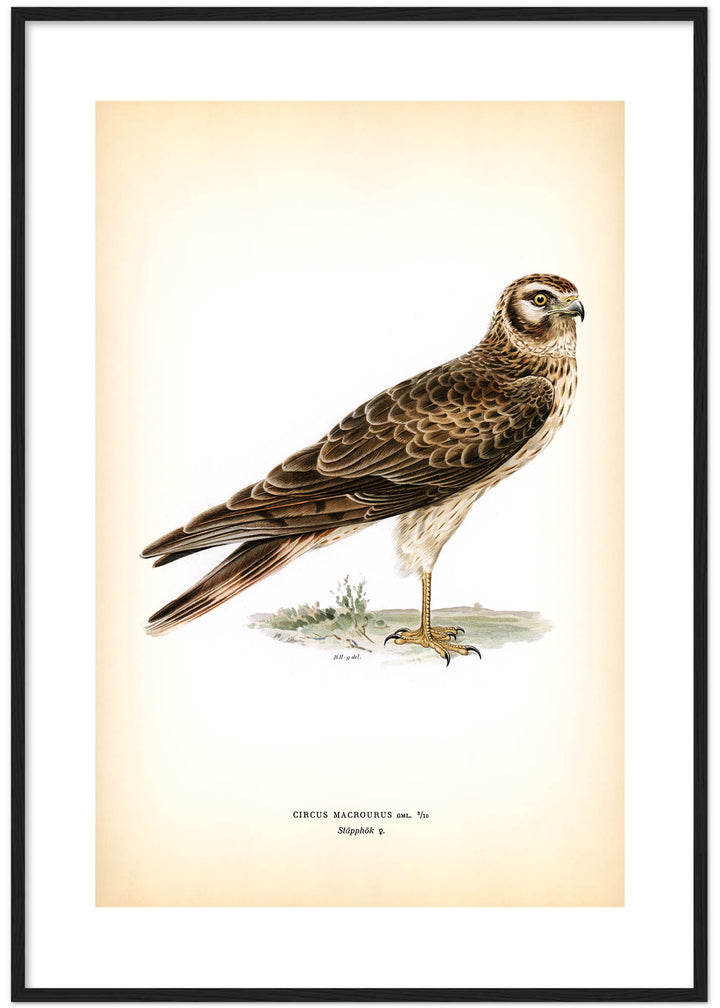 Fågeln Stäpphök på klassisk vintage poster/affisch
