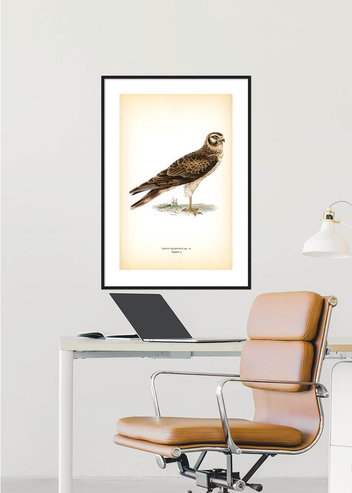 Fågeln Stäpphök på klassisk vintage poster/affisch