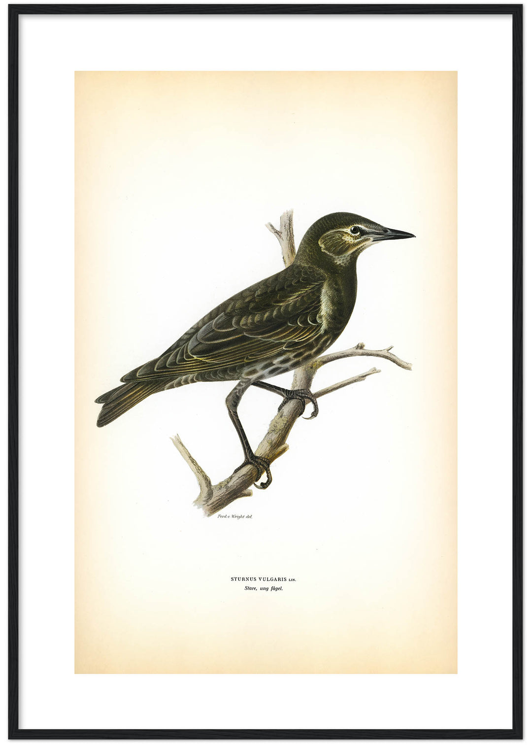 Fågeln Stare, ung på klassisk vintage poster/affisch