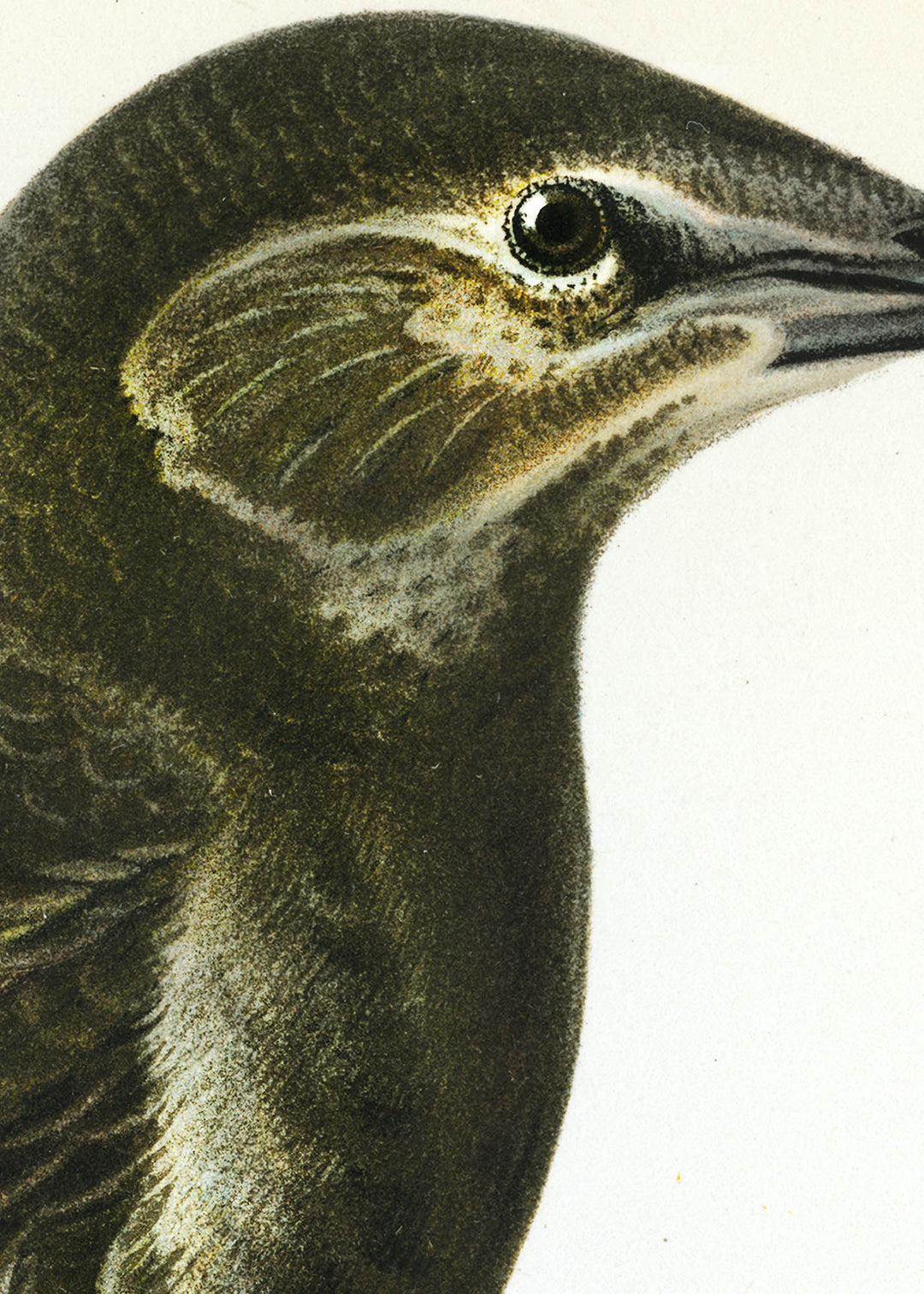 Fågeln Stare, ung på klassisk vintage poster/affisch