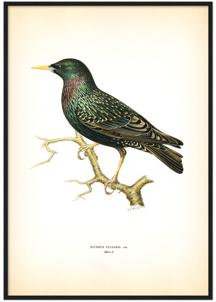 Fågeln Stare på klassisk vintage poster/affisch