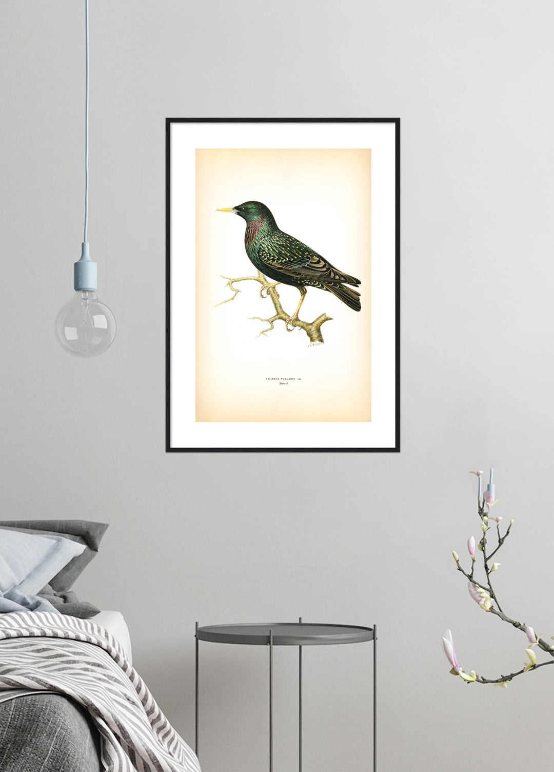 Fågeln Stare på klassisk vintage poster/affisch