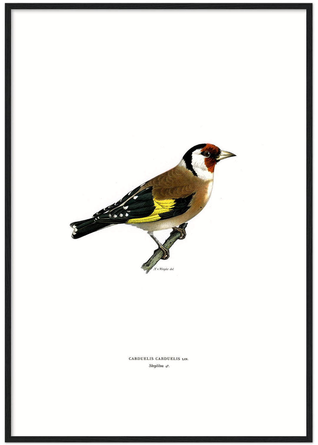 Fågeln Steglitsa på klassisk vintage poster/affisch