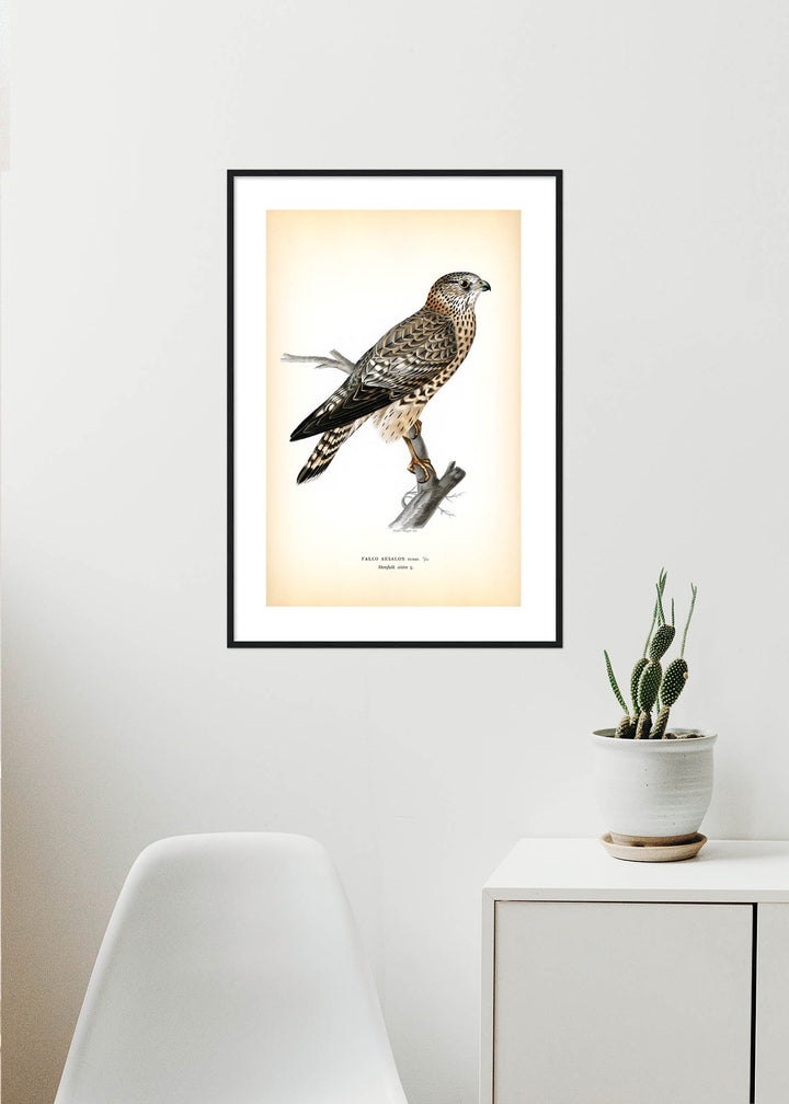 Fågeln Stenfalk, äldre på klassisk vintage poster/affisch