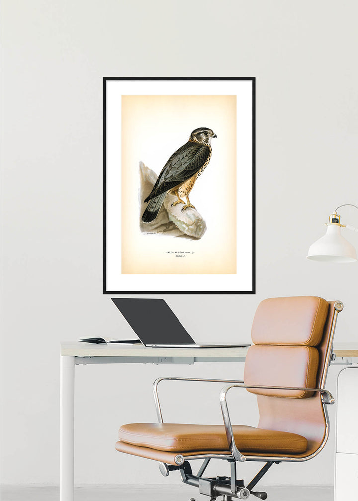 Fågeln Stenfalk, hona på klassisk vintage poster/affisch